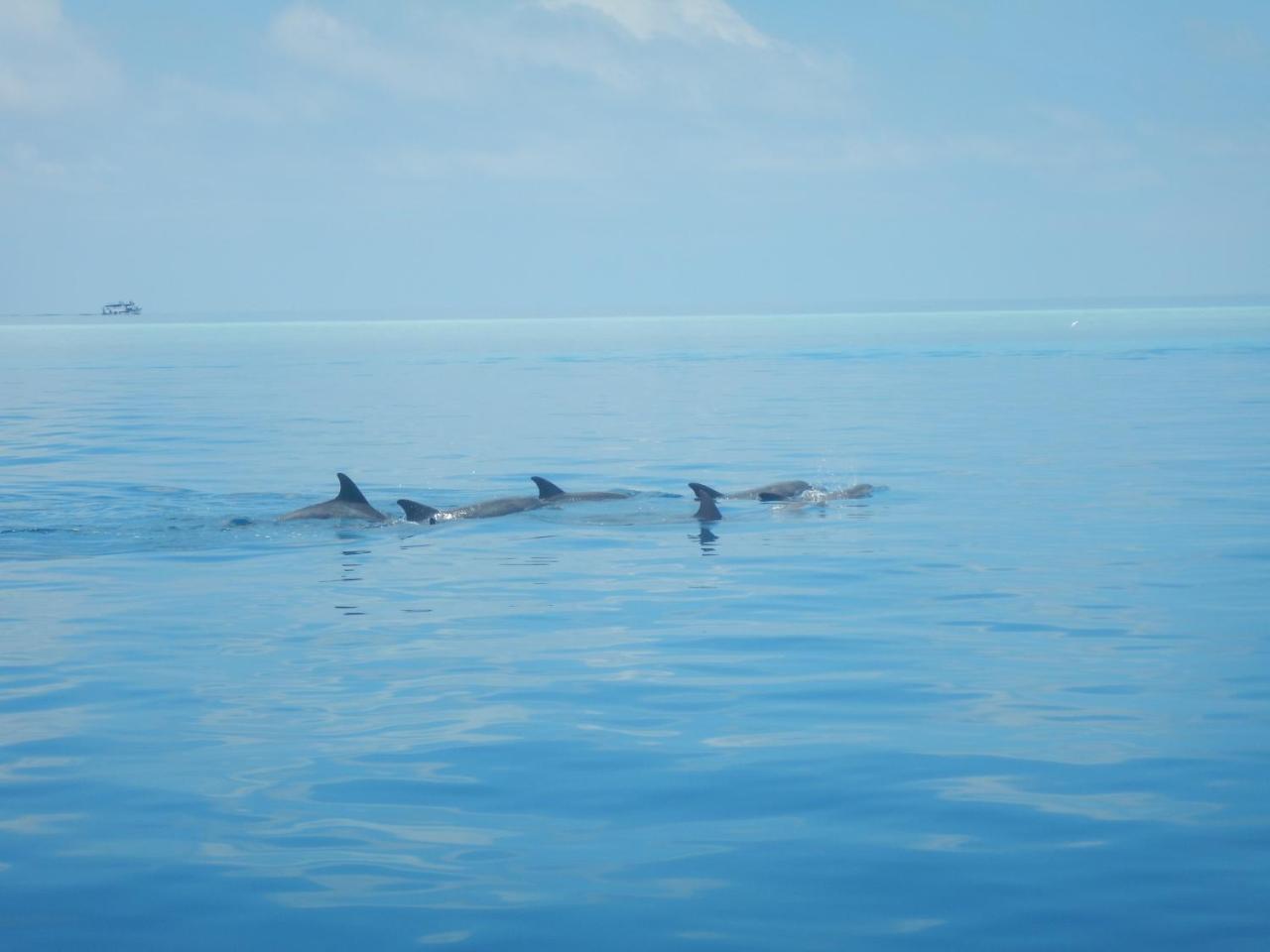 Lagoon Villa Maldives Thoddoo Eksteriør bilde
